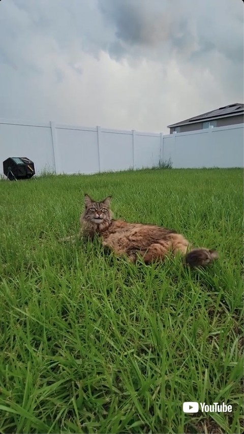 しっぽをたたきつける猫