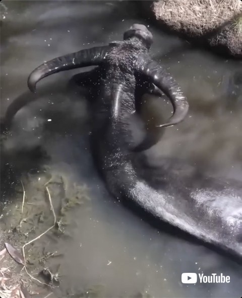 水浴びをする水牛