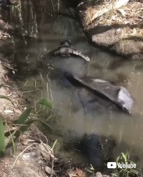 水溜りの水牛