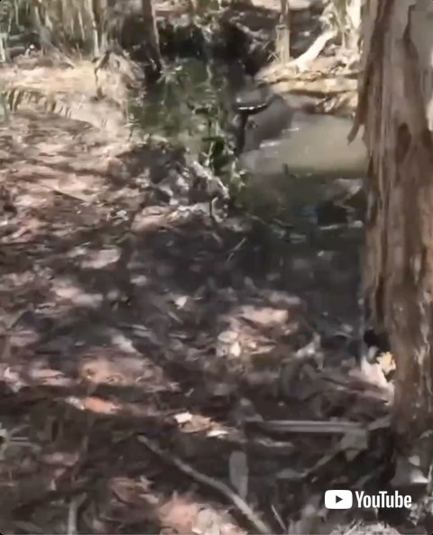 水溜りで立つ水牛