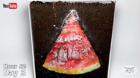 スイカを土に埋めた34日後……　放置するだけのタイムラプスがじんわり怖いけど興味深い