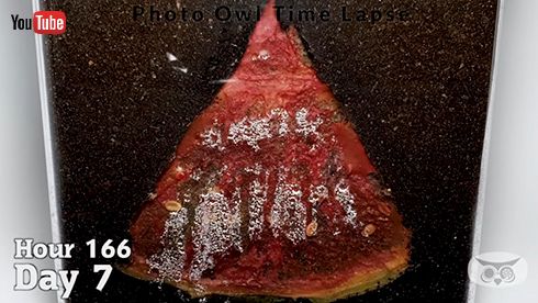 スイカを土に埋めた34日後……　放置するだけのタイムラプスがじんわり怖いけど興味深い