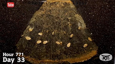 スイカを土に埋めた34日後……　放置するだけのタイムラプスがじんわり怖いけど興味深い