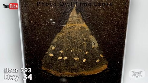 スイカを土に埋めた34日後……　放置するだけのタイムラプスがじんわり怖いけど興味深い