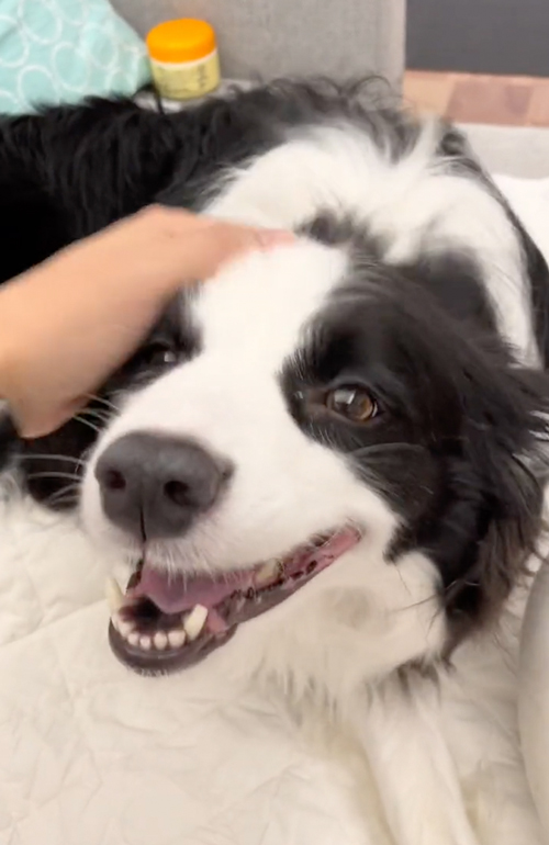 なでなで大好き