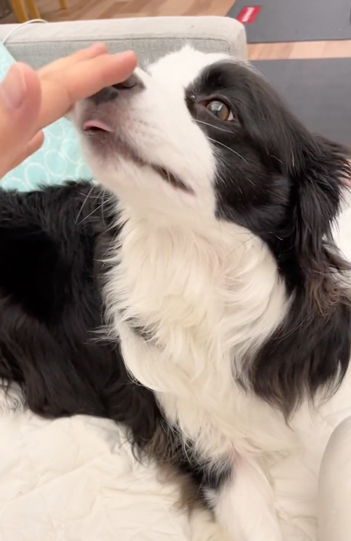 困惑するワンコ