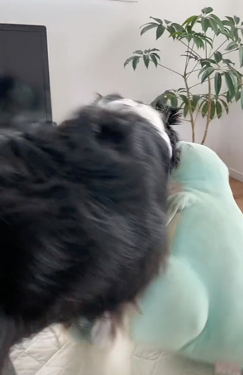 ぬいぐるみにやきもち