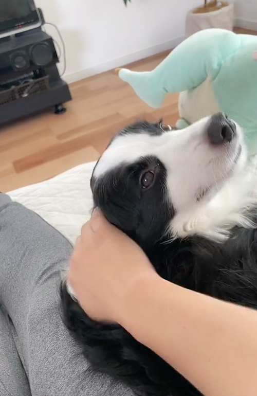 ぬいぐるみにやきもち