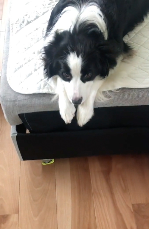 キュルルンワンコ