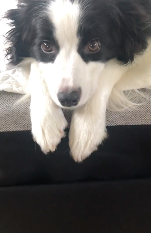 キュルルンワンコ