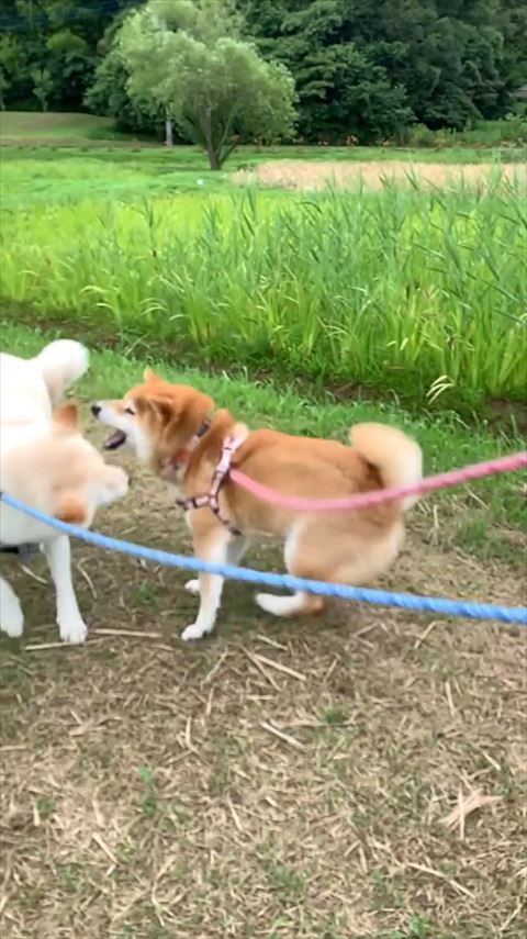 口をあけて何か言ってるような赤柴