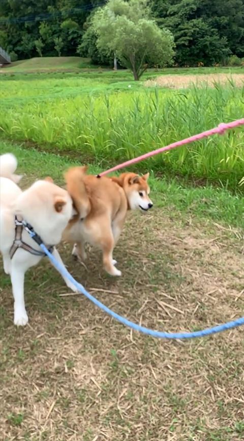 赤柴のお尻が当たる白柴