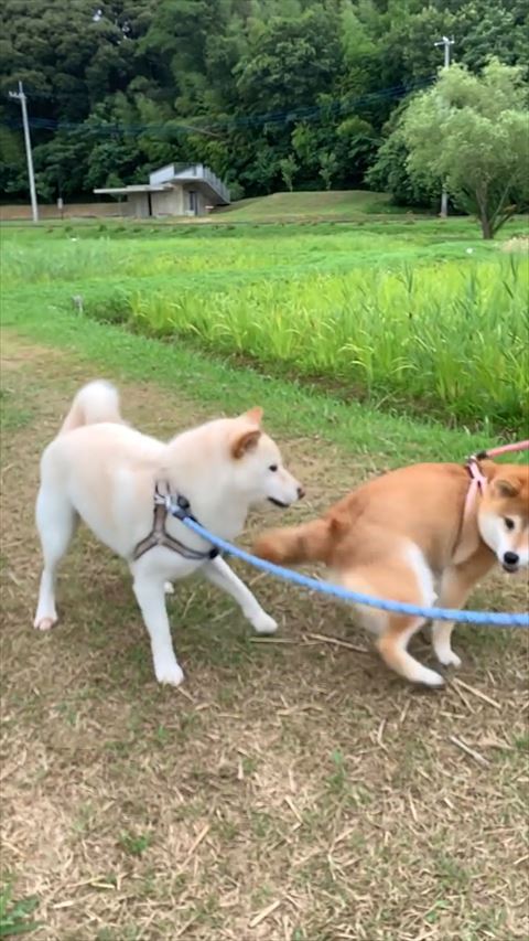 白柴にオシリを向ける赤柴