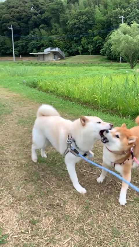 赤柴を噛む白柴