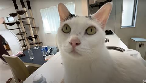 キッチンの上にいる猫ちゃん