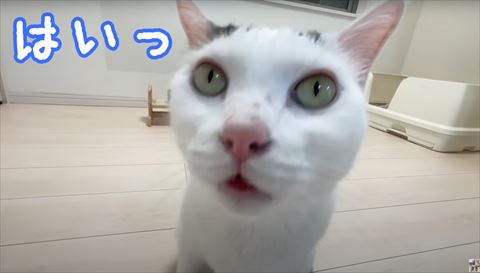 はいっテロップ