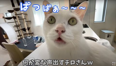 ぱっぱのテロップ