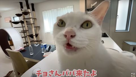 パパきたよテロップ