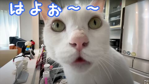 はよぉテロップ