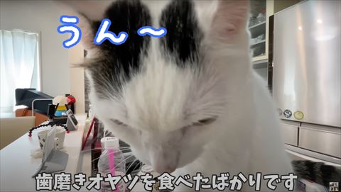 うつむく猫ちゃん