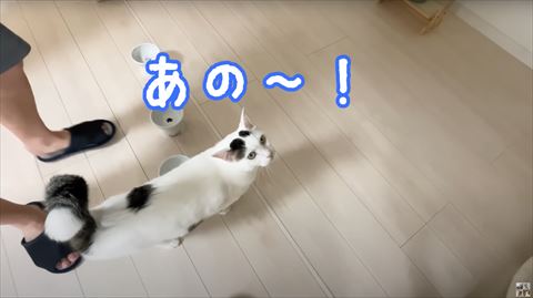 お皿の前にいる猫