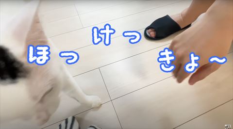 ほけっきょテロップ