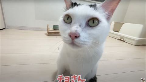 チョさんテロップ