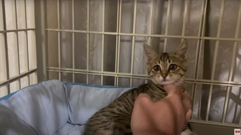 なでられてる子猫