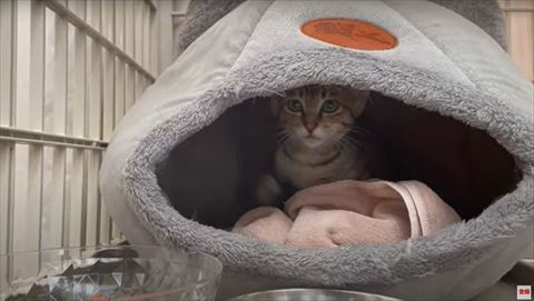 右前足あげてる子猫