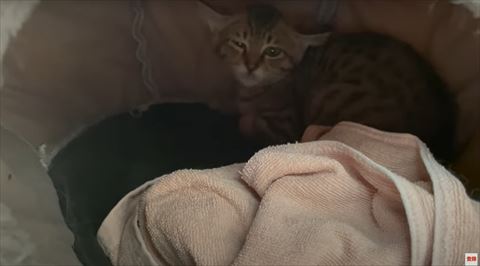 トンネルベッドの中で目を細める子猫