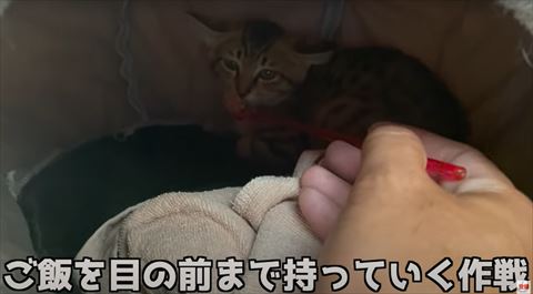 子猫の前にごはん
