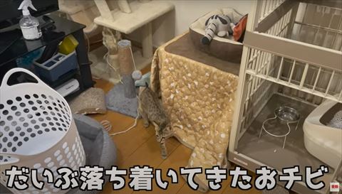 こたつの前歩く