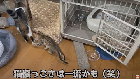 先住猫の後ろ脚ツンツン