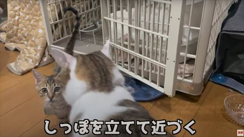 先住猫の後ろ頭と子猫の正面