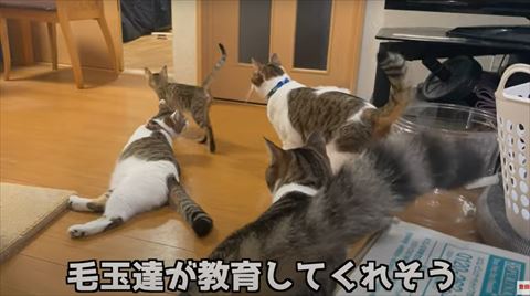 子猫の後ろ姿を見る先住猫たち