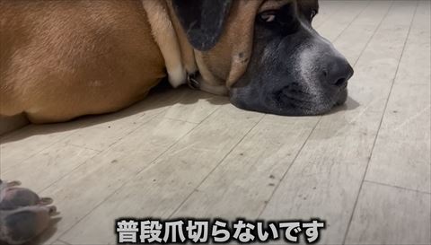 床に寝てるワンコ