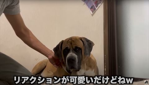 しょんぼりした顔正面