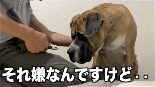 大型犬