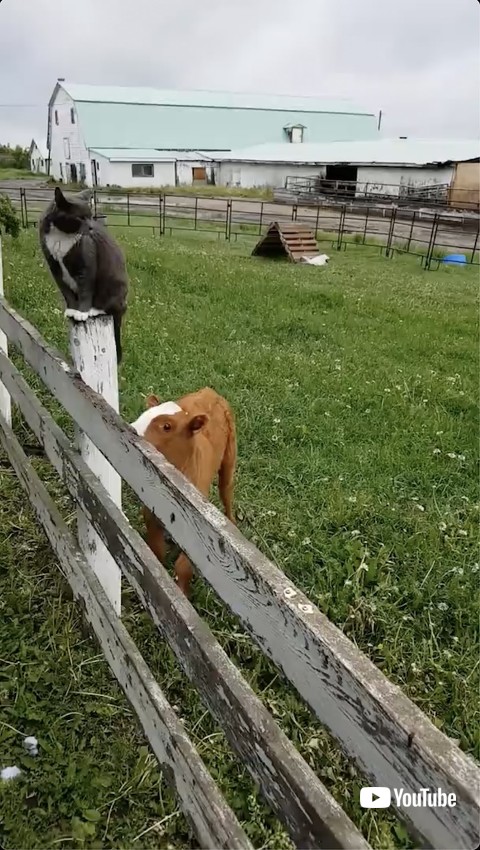 しっぽに興味津々な牛