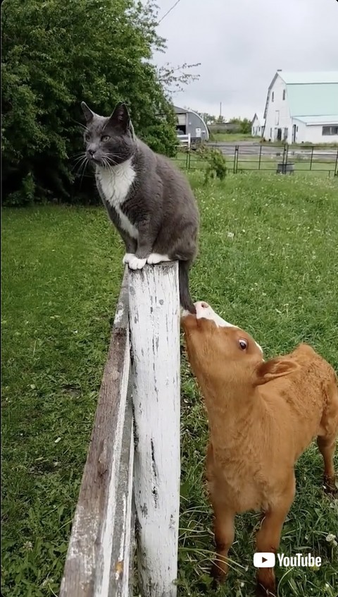 しっぽをくわえられた猫ちゃん