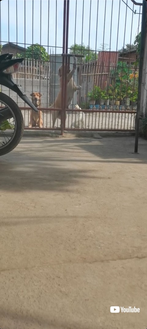 かんぬきを抜く犬