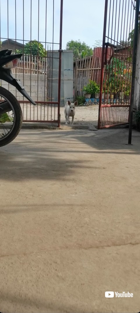 取り残される犬