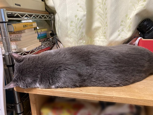 ハチワレの猫ちゃん