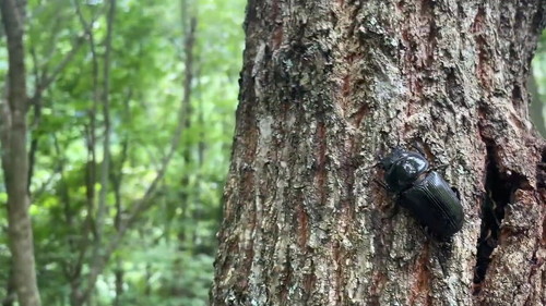 木にいるオオクワメス