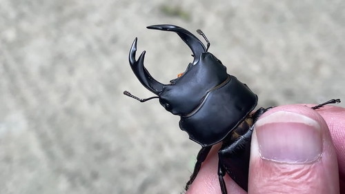 オオクワオス大歯型