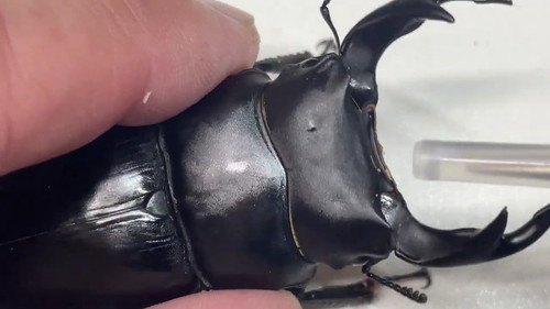 ディンプル飼育