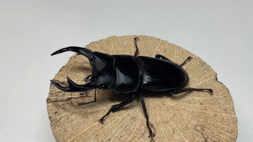 かっこいいオオクワ