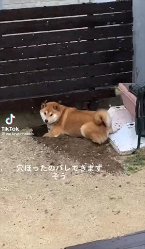 穴掘りを続けるワンちゃん