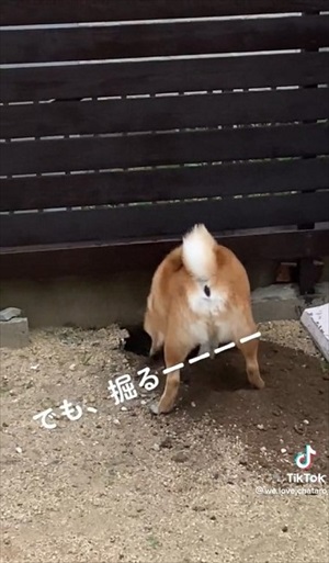 穴掘りを続けるワンちゃん