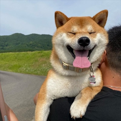 抱っこされるワンちゃん